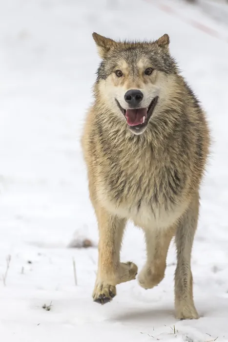 Framed Print : A pack of Tundra Wolves in a snowy Forest hunting for prey