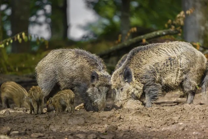 Framed Print : A pack of wild boars (Sus scrofa) look for food in a clearing Framed Print : A pack of wild boars (Sus scrofa) look for food in a clearing