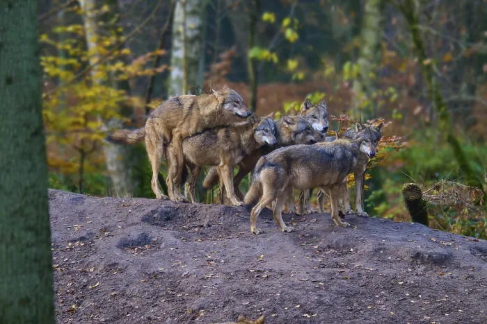 Framed Print : A pack of wolves gathers on a hill in the forest Framed Print : A pack of wolves gathers on a hill in the forest