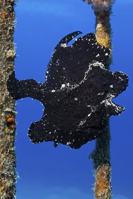 Framed Print : Painted anglerfish (Antennarius pictus)