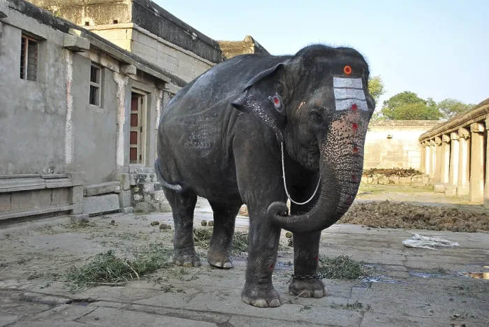 Framed Print : Painted elephant in temple, Hampi Framed Print : Painted elephant in temple, Hampi
