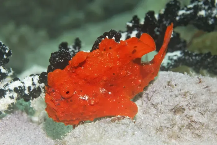 Framed Print : Painted frogfish (Antennarius pictus) Framed Print : Painted frogfish (Antennarius pictus)
