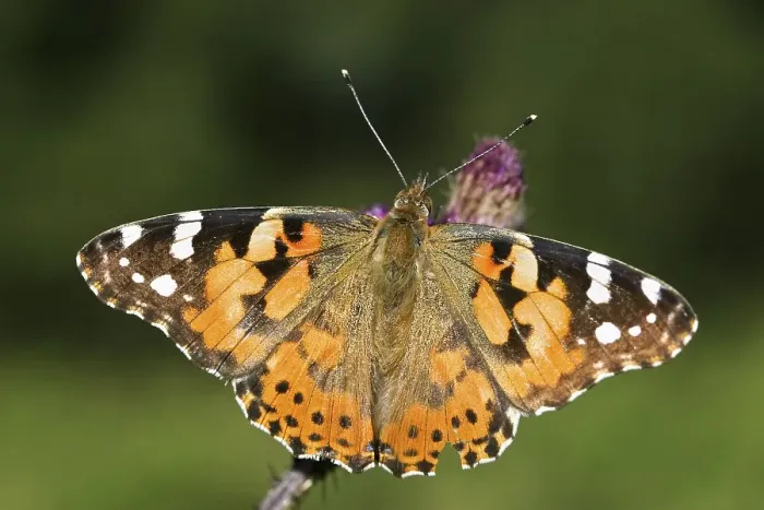 Framed Print : Painted Lady (Vanessa cardui), butterfly