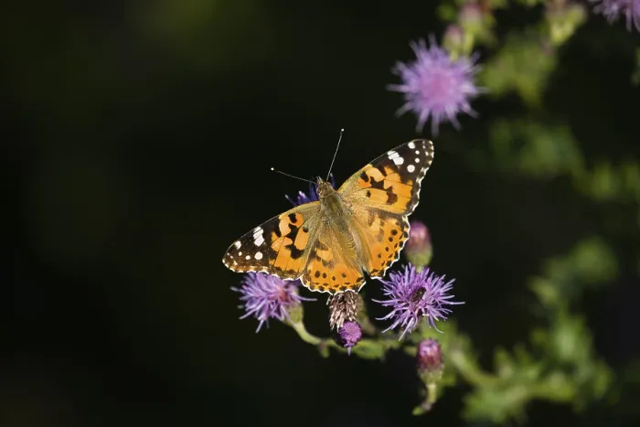Framed Print : Painted lady (Vanessa cardui), butterfly Framed Print : Painted lady (Vanessa cardui), butterfly