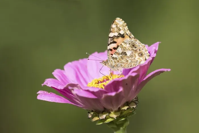 Framed Print : Painted lady (Vanessa cardui) sucks nectar on flower of a Zinnia (Zinnia elegans)