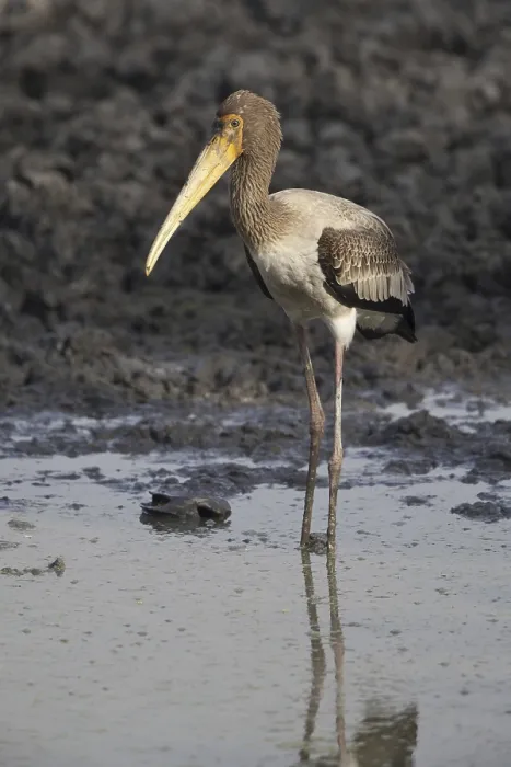 Framed Print : Painted Stork (Mycteria leucocephala)