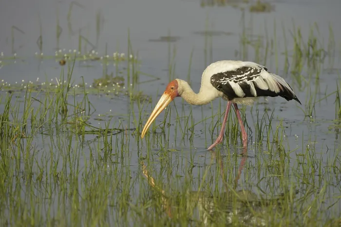 Framed Print : Painted Stork (Mycteria leucocephala) Framed Print : Painted Stork (Mycteria leucocephala)