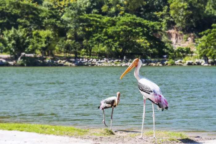 Framed Print : Painted stork or Mycteria Leucocephala