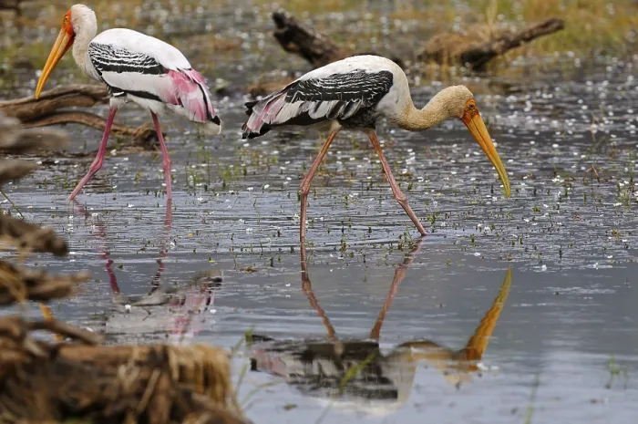 Framed Print : Two Painted Storks (Mycteria leucocephala) foraging in a lake in Ranthambore National Park