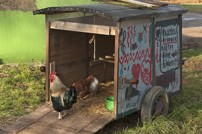 Framed Print : Painted trailer used as chicken coop Framed Print : Painted trailer used as chicken coop
