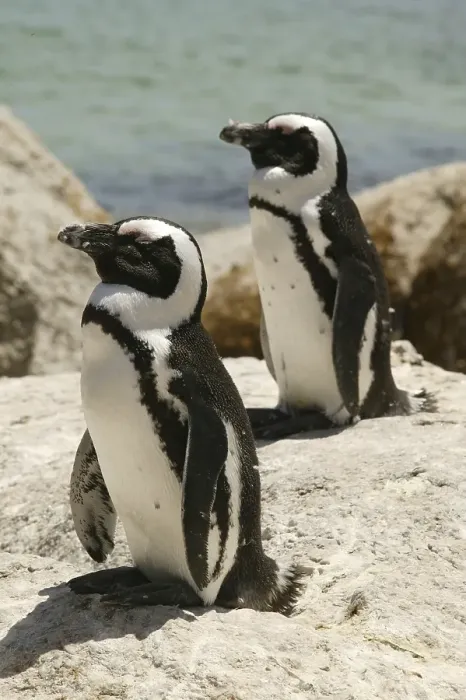 Framed Print : Pair of African Penguins (Spheniscus demersus)