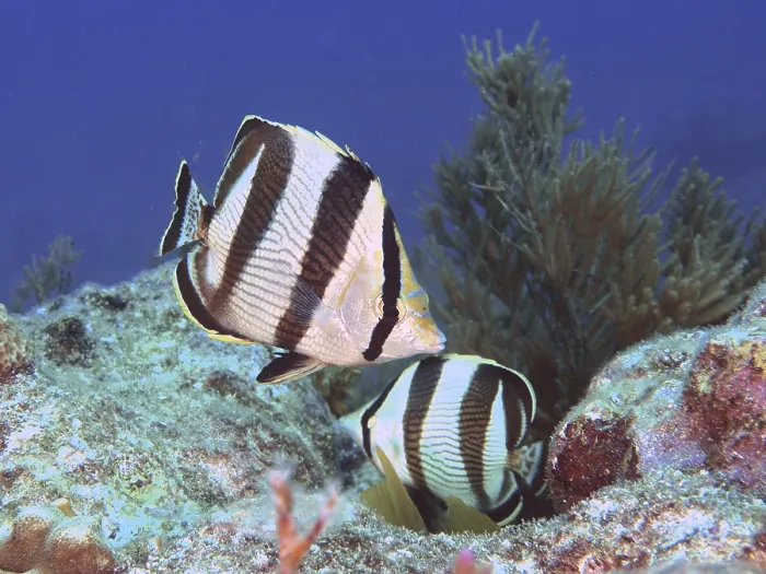 Framed Print : Pair of banded butterflyfish (Chaetodon striatus) Framed Print : Pair of banded butterflyfish (Chaetodon striatus)