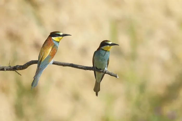 Framed Print : Pair of bee-eaters (Merops apiaster)