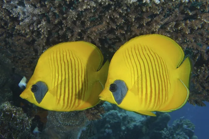 Framed Print : Pair of bluecheek butterflyfish (Chaetodon semilarvatus) Framed Print : Pair of bluecheek butterflyfish (Chaetodon semilarvatus)