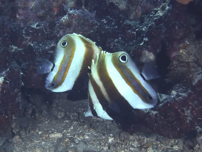 Framed Print : A pair of butterflyfish with a distinctive stripe pattern