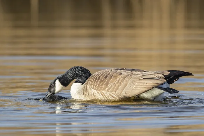 Framed Print : A pair of Canada geese mating, Lake Uemmingen