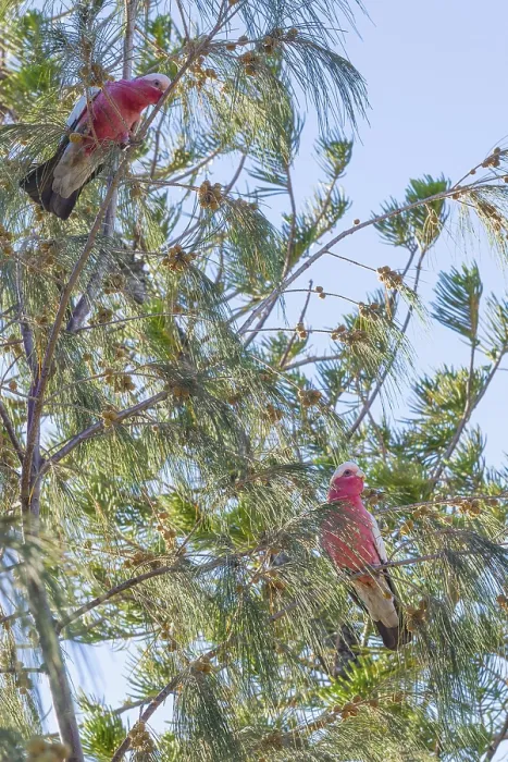 Framed Print : Pair colorful parrots Galah outdoors on a branch of tree in the morning Framed Print : Pair colorful parrots Galah outdoors on a branch of tree in the morning