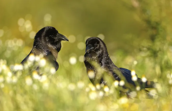 Framed Print : Pair of common ravens (Corvus corax)