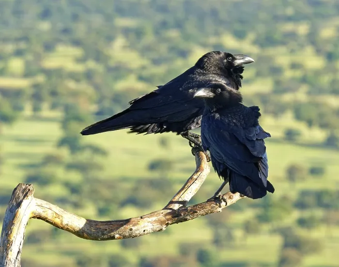 Framed Print : Pair of common ravens (Corvus corax) on a dead branch