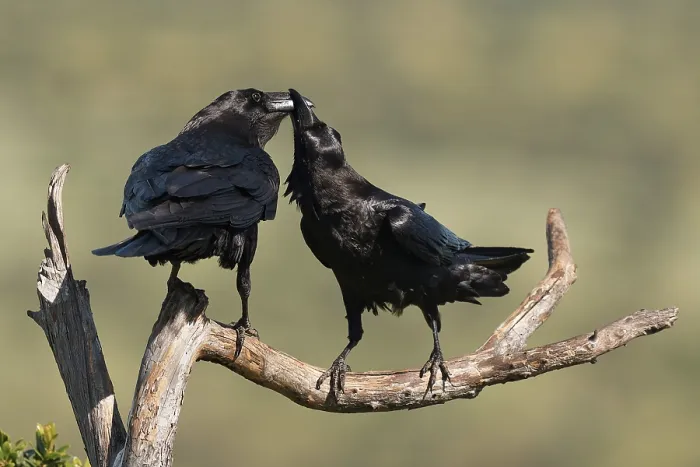 Framed Print : Pair of common ravens (Corvus corax) mating on a branch