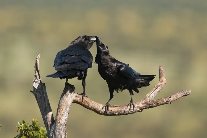 Framed Print : Pair of common ravens (Corvus corax) mating on a branch