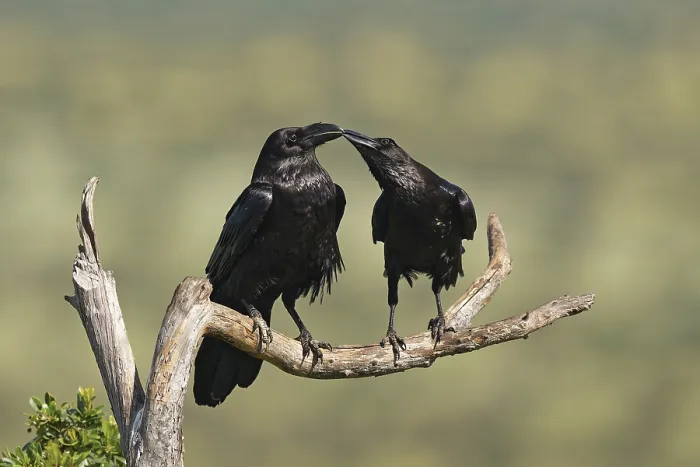 Framed Print : Pair of common ravens (Corvus corax) mating on a branch Framed Print : Pair of common ravens (Corvus corax) mating on a branch