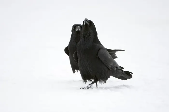 Framed Print : Pair of Common Ravens, mating