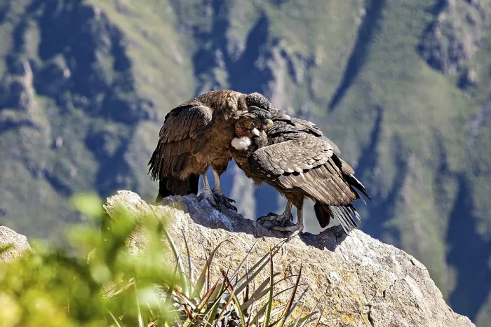 Framed Print : A pair of condors cuddling closely on a rock Framed Print : A pair of condors cuddling closely on a rock