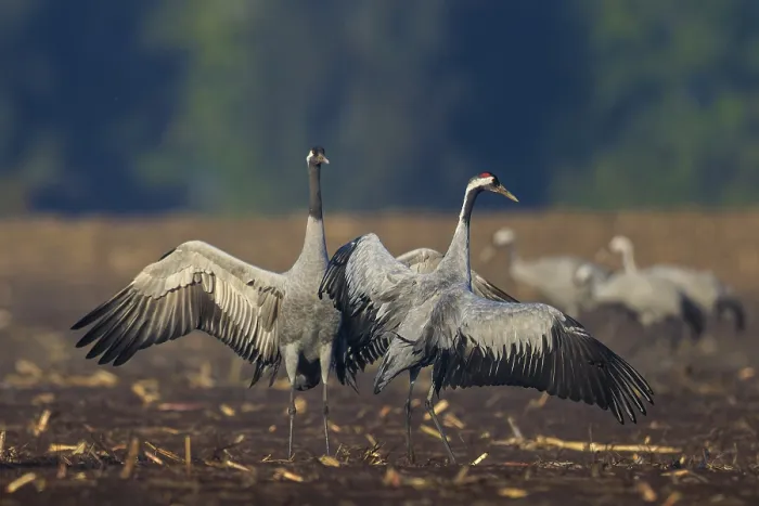 Framed Print : A pair of cranes in a field with raised wings Framed Print : A pair of cranes in a field with raised wings
