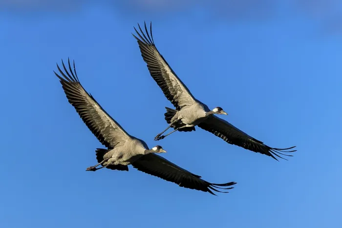 Framed Print : Pair of cranes in flight with wings spread wide in front of a blue sky