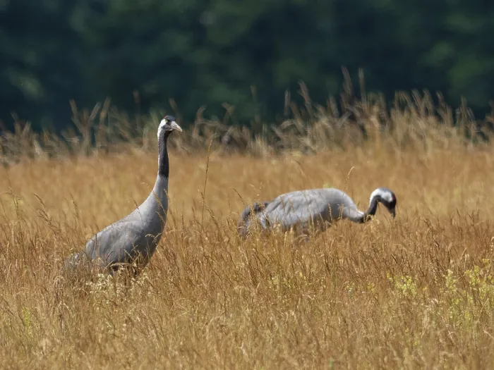 Framed Print : A pair of cranes looking for food