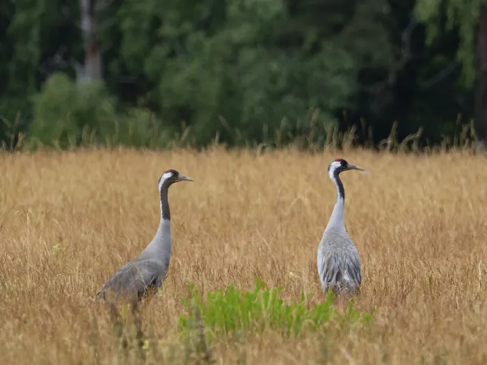 Framed Print : A pair of cranes looking for food