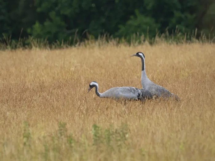 Framed Print : A pair of cranes looking for food