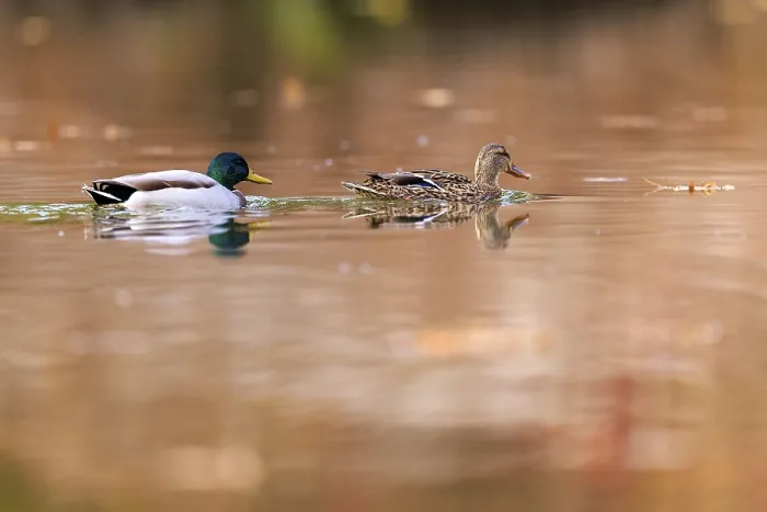 Framed Print : A pair of ducks draw tracks on copper-colored water Framed Print : A pair of ducks draw tracks on copper-colored water