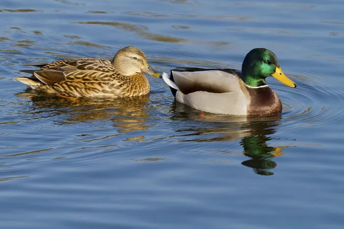 Framed Print : A pair of Ducks swimming on the lake on a beautiful day