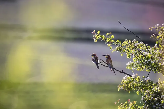 Framed Print : A pair of European bee-eaters (Merops apiaster) sitting on a tree branch