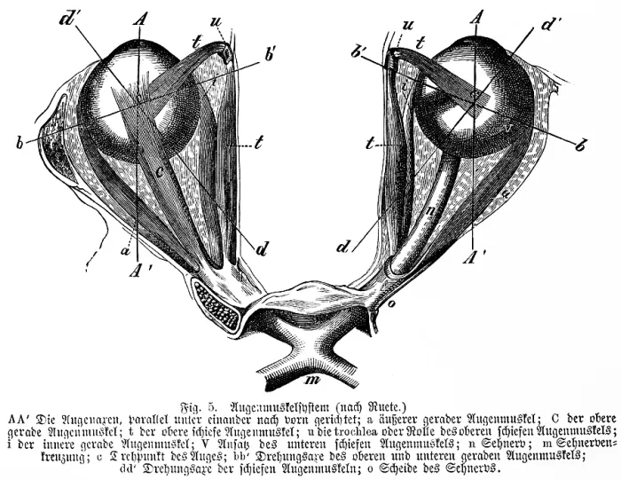 Framed Print : Pair of eyes directed parallel and forward Framed Print : Pair of eyes directed parallel and forward