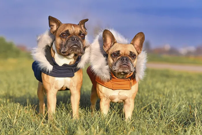 Framed Print : Pair of fawn French Bulldog dogs wearing warm winter clothes with fur collar as protection from cold temperatures