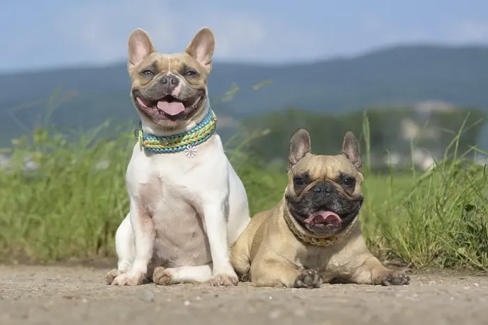 Framed Print : Pair of fawn and red pied French Bulldog dogs wearing selfmade paracord dog collars while posing for camera on path