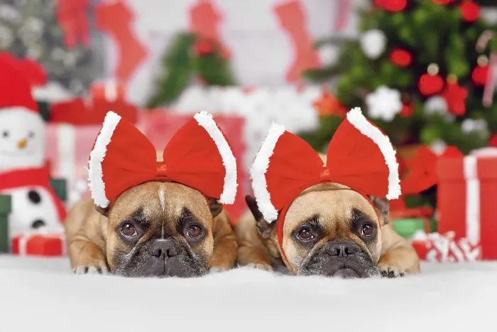 Framed Print : Pair of French Bulldog dogs wearing Christmas ribbon costume on heads in front of seasonal decoration