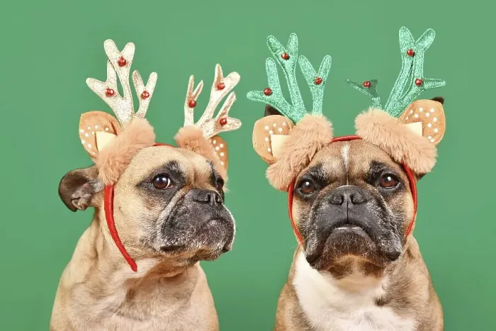 Framed Print : Pair of French Bulldog dogs wearing matching Christmas reindeer antlers in front of green background