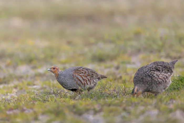 Framed Print : A pair of grey partridges (Perdix perdix) foraging