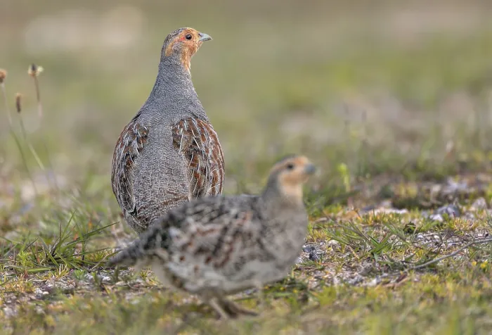 Framed Print : The pair of grey partridges (Perdix perdix) are still foraging together Framed Print : The pair of grey partridges (Perdix perdix) are still foraging together