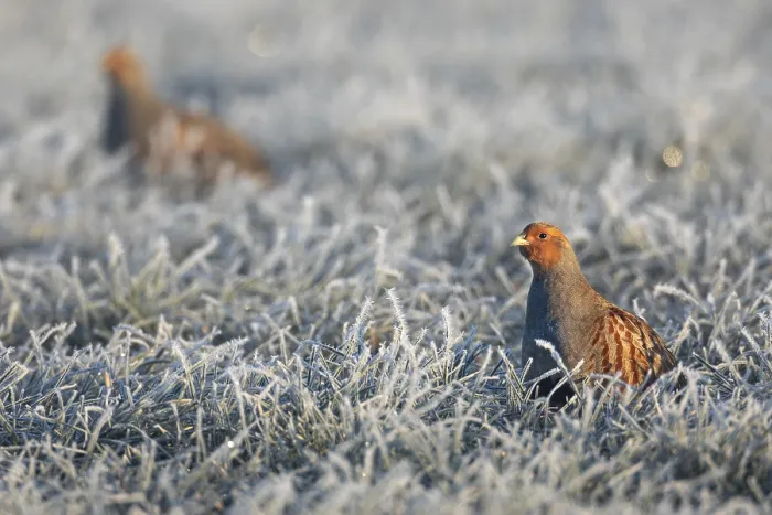 Framed Print : A pair of grey partridges (Perdix perdix) foraging in a meadow with hoar frost