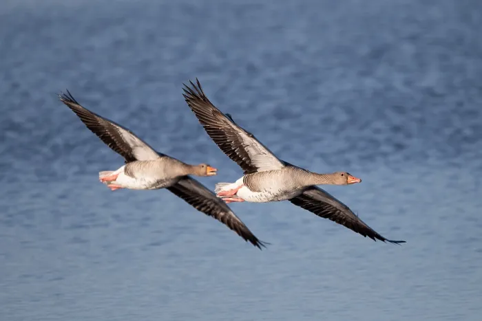 Framed Print : Pair of greylag geese flying together Framed Print : Pair of greylag geese flying together
