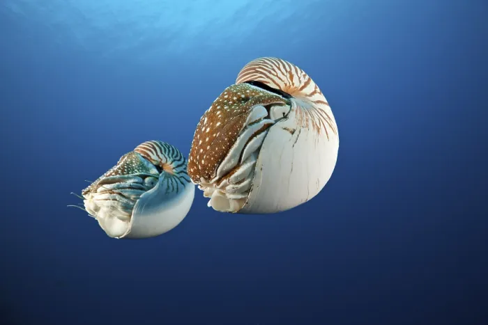 Framed Print : Pair of nautilus, pearl boat, Nautilus belauensis Framed Print : Pair of nautilus, pearl boat, Nautilus belauensis