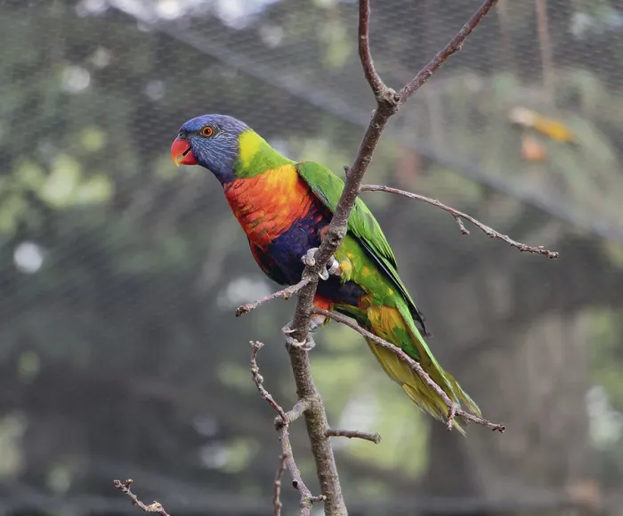 Framed Print : The pair of the rainbow lorikeet (Trichoglossus haematodus moluccanus) on tree inside aviary