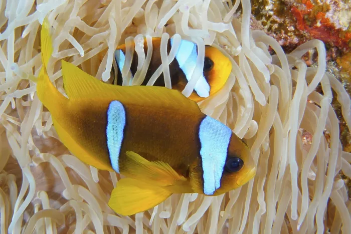 Framed Print : Pair of red sea clownfish (Amphiprion bicinctus) in its splendour anemone (Heteractis magnifica) Framed Print : Pair of red sea clownfish (Amphiprion bicinctus) in its splendour anemone (Heteractis magnifica)