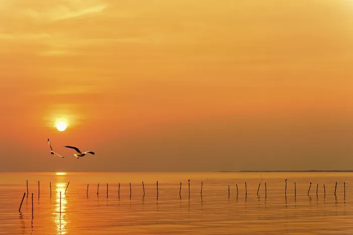 Framed Print : Pair of seagulls in yellow, orange sky and bright sun at sunrise Framed Print : Pair of seagulls in yellow, orange sky and bright sun at sunrise