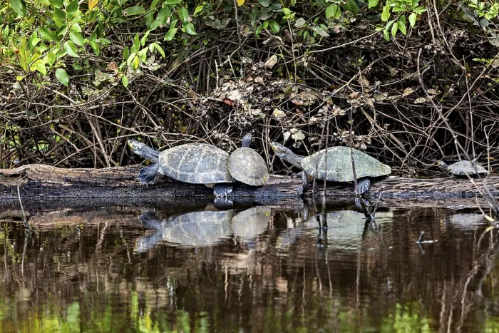 Framed Print : A pair of turtles on a tree trunk are seen in the calm waters of a natural environment Framed Print : A pair of turtles on a tree trunk are seen in the calm waters of a natural environment